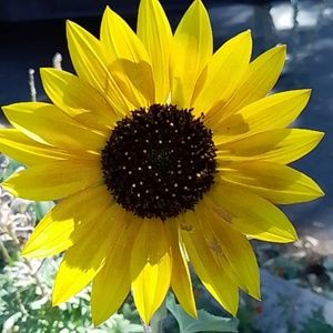 Meet your Posher, Carmelyn